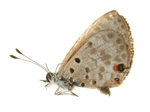 Sitalces