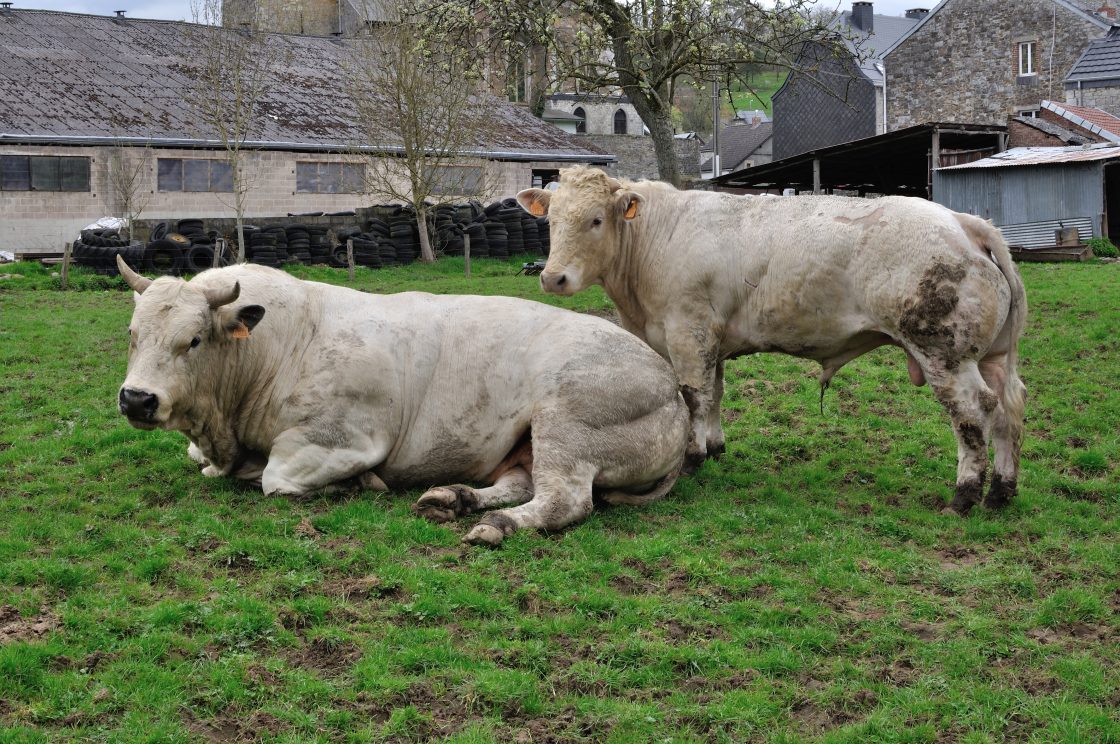 Taurus