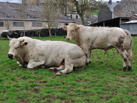 Taurus