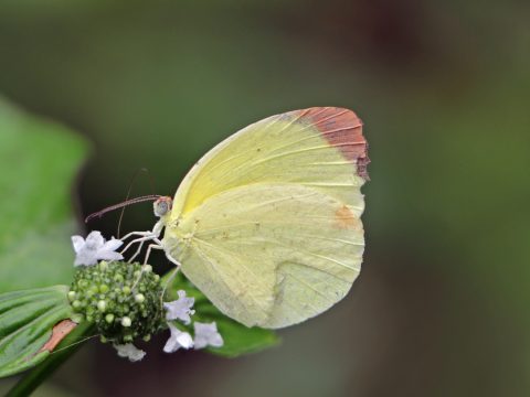 Dina
