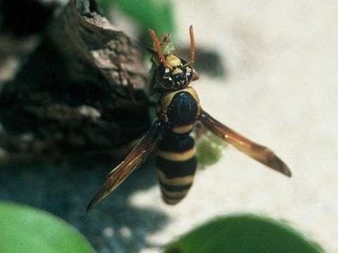 Nambui
