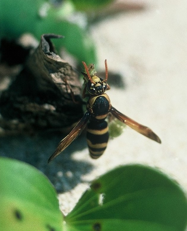 Nambui