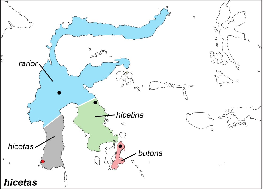 Hicetas
