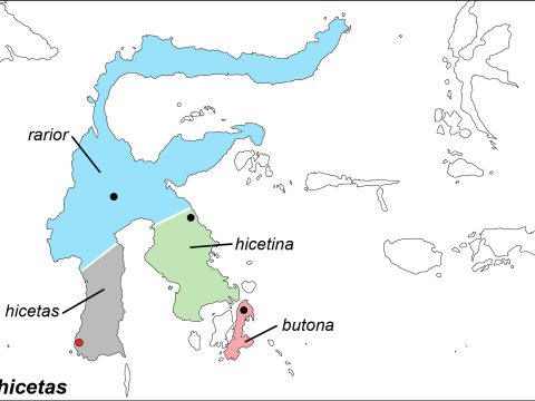 Hicetas