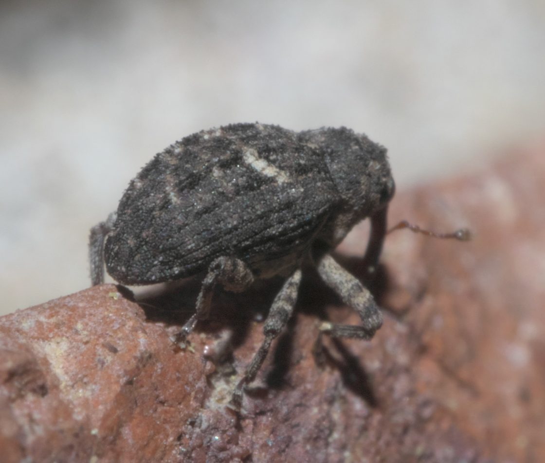 Eubulus