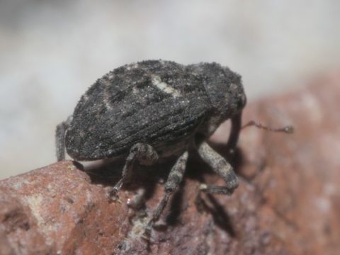 Eubulus