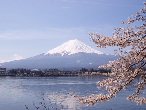 Sakura