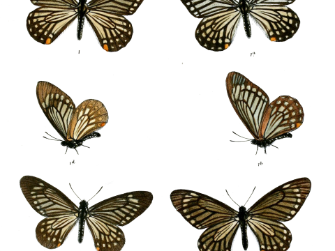 Epicydes