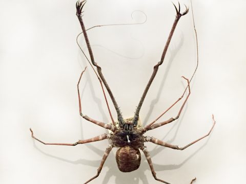 Phrynichus