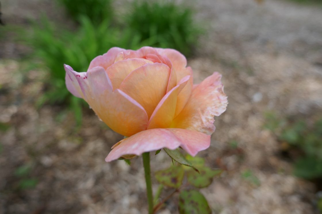Abraham Darby I