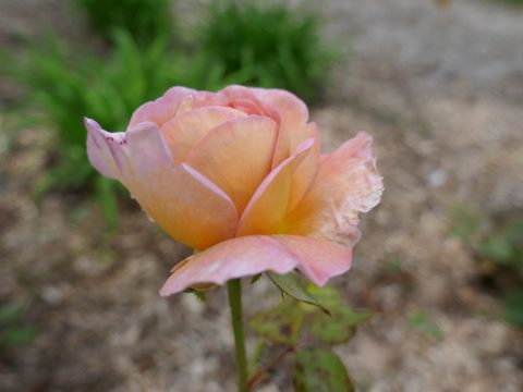 Abraham Darby I