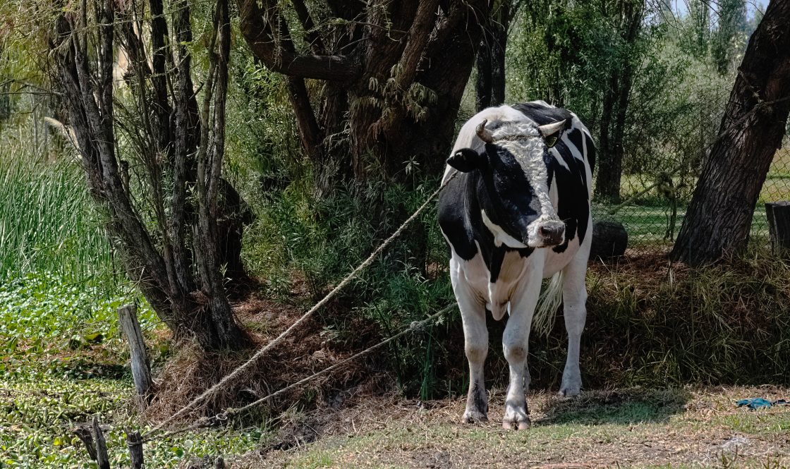 Bull